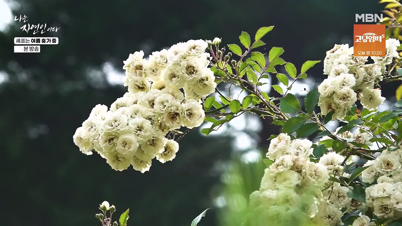 나는 자연인이다.E611.240627p-NEXT.mp4_20240627_195611.125.jpg