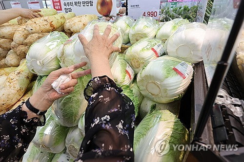 배추 물가 채소