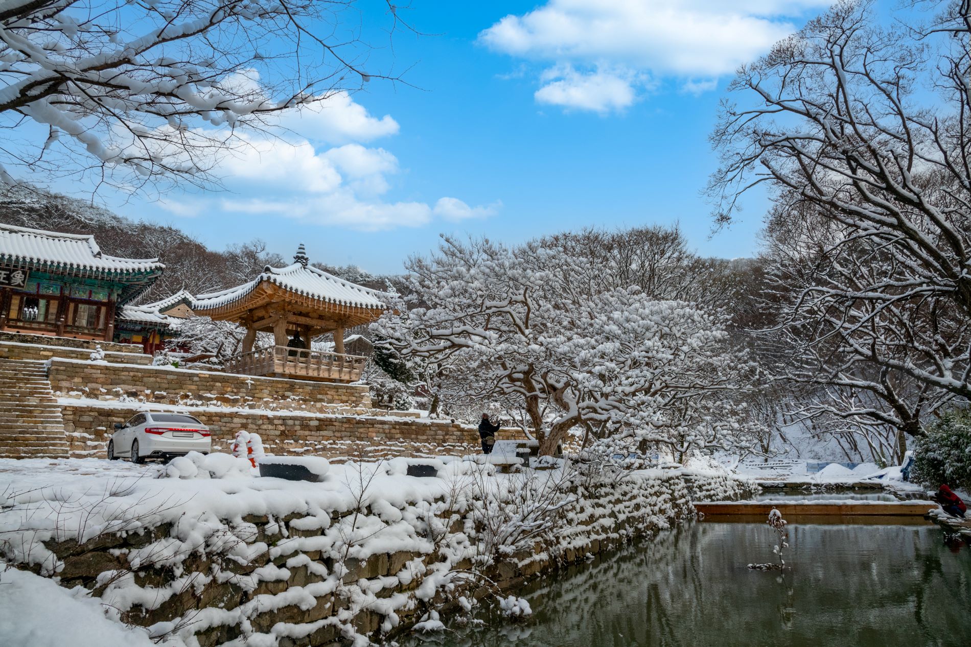 [4월 봄꽃 여행]서산 개심사 겹벚꽃·청벚꽃 여행기❘벚꽃 개화 상황, 아직은 시작, 그러나 곧 절정