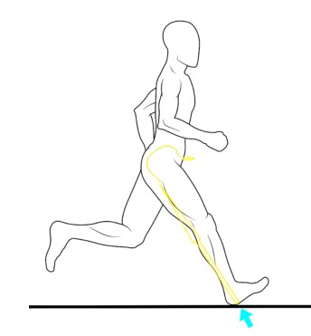 걷거나 조깅을 할 때 앞으로 내딛는 다리의 충격이 전해지면 그 충격이 골반으로 전해지고 그로 인해 골반이 전방 회전하게 되는 그림