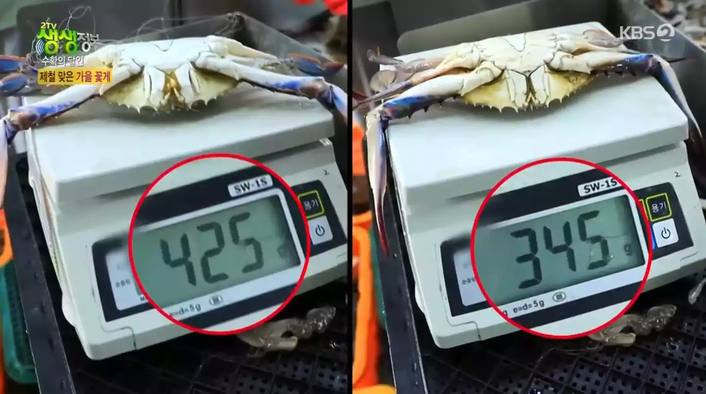 꽃게 유통 선별작업 중