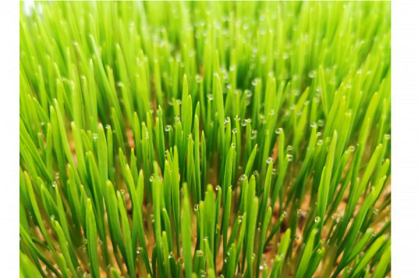 보리싹 싹의 7가지 효능과 부작용 4