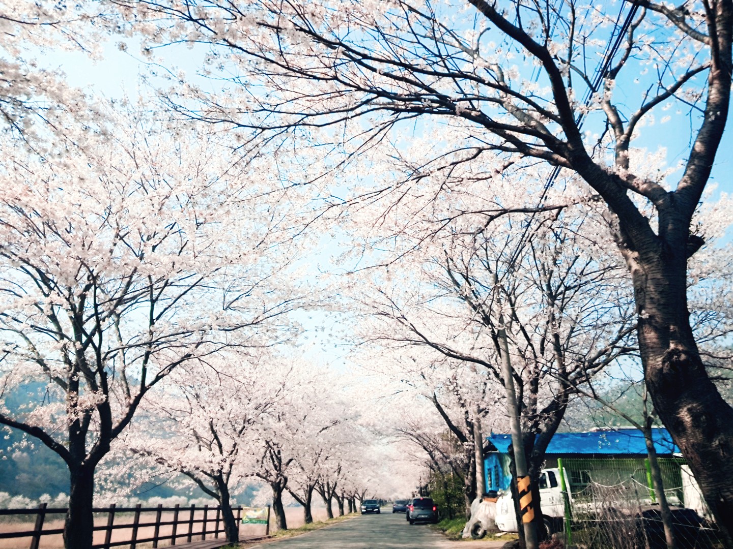  따뜻한 봄날~ 2020 벚꽃개화시기 알아보기^^