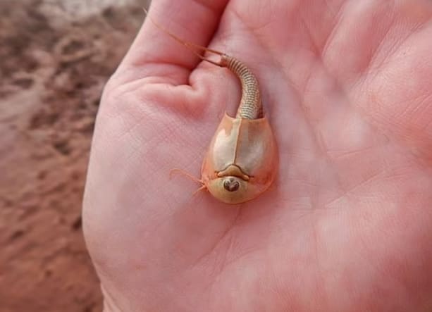 5억 5천만 년 부터 공룡들과 함께 살던 &#39;살아있는 화석&#39; 발견 VIDEO:Living Fossils in the Arizona Desert / Dinosaur Shrimp