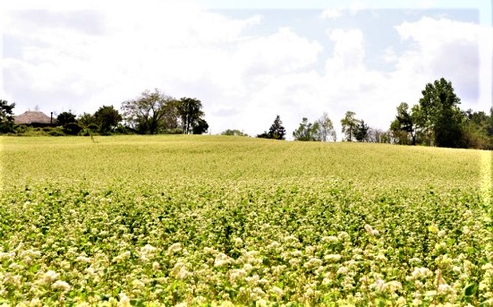 청보리축제_2023 고창청보리밭축제 9