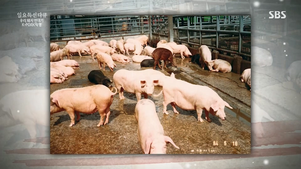 일요 특선 다큐멘터리.E315.230716p.H264-F1RST.mp4_20230717_210610.722.jpg