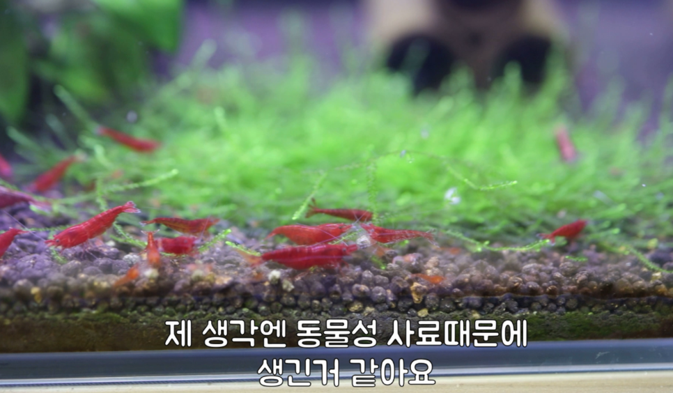 히드라 불청객 제거방법 14