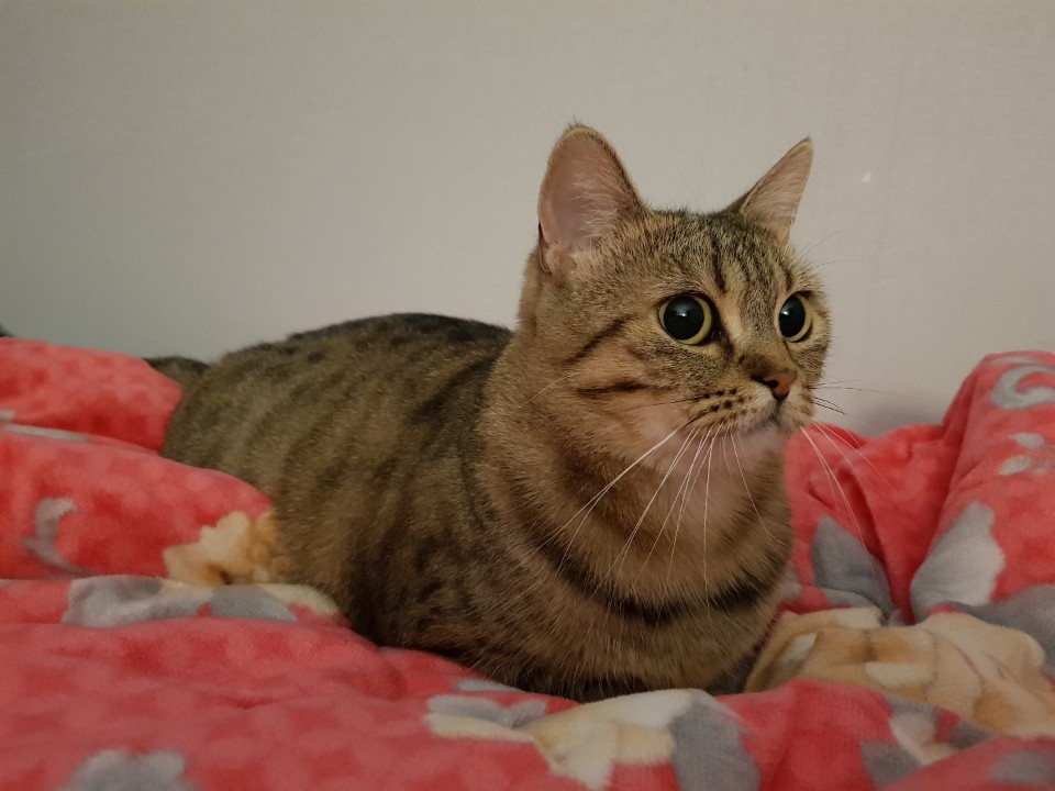  다양한 고양이 언어, 행동언어 및 몸짓언어 이해하기!