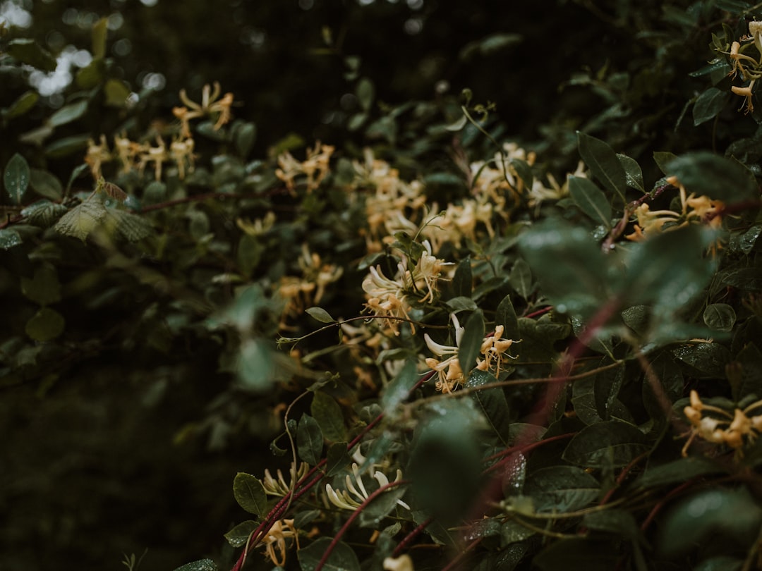 Honeysuckle