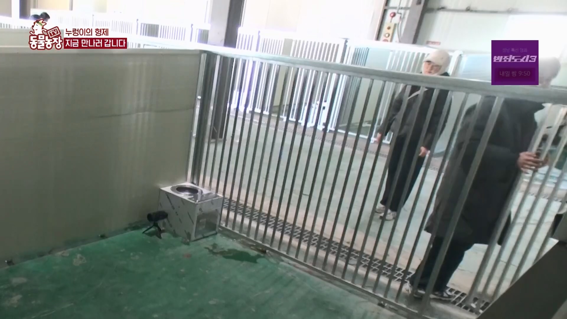 TV 동물농장.E1158.240211p.H264-F1RST.mp4_20240211_194051.270.jpg
