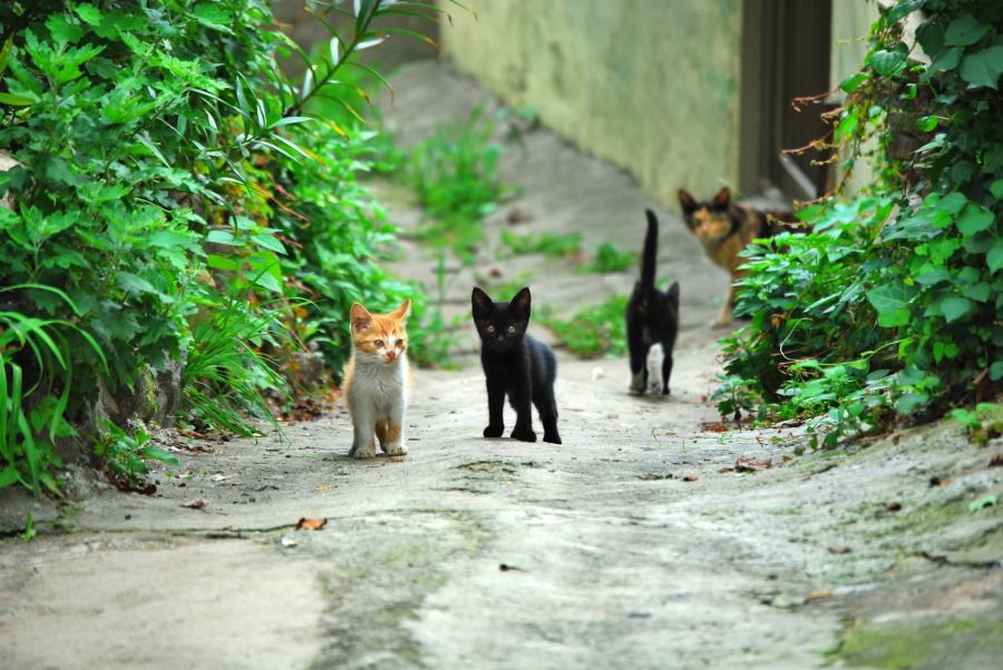 문현동 돌산마을 고양이 가족