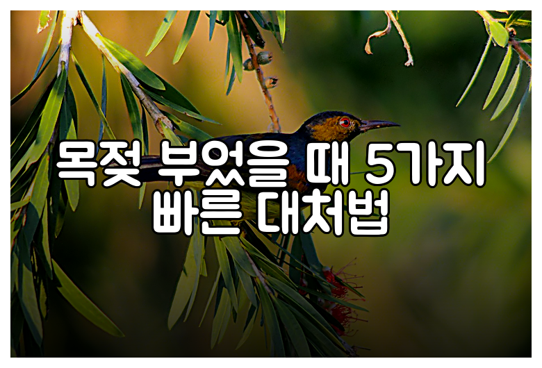 목젖 부었을 때 5가지 빠른 대처법