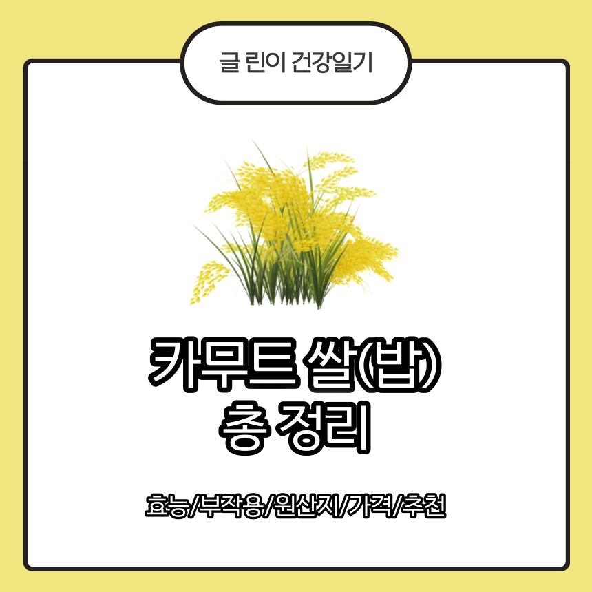  카무트 쌀(밥) 총 정리 : 효능/부작용/원산지/가격/추천