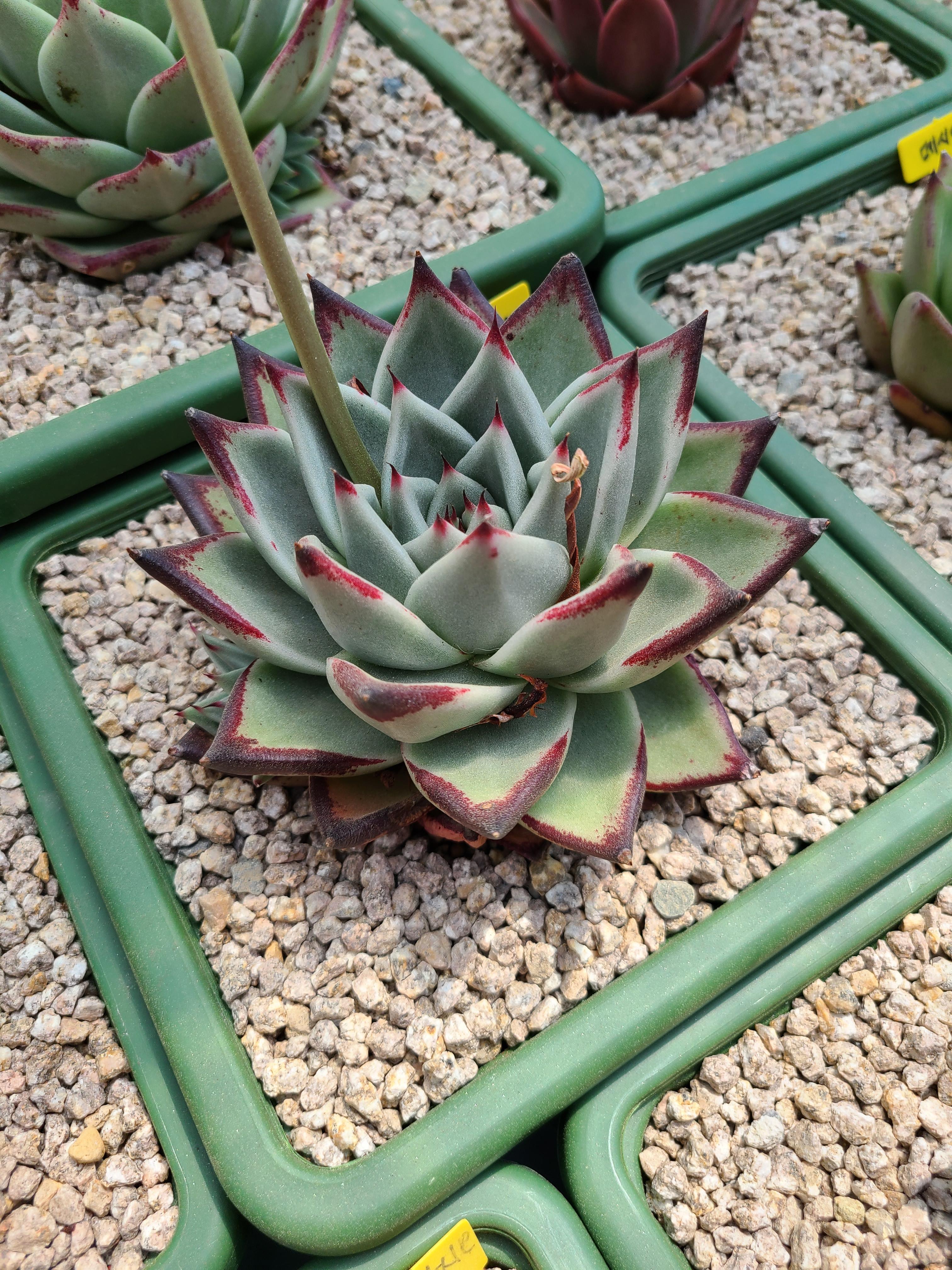  역린(꽃피는 다육이)