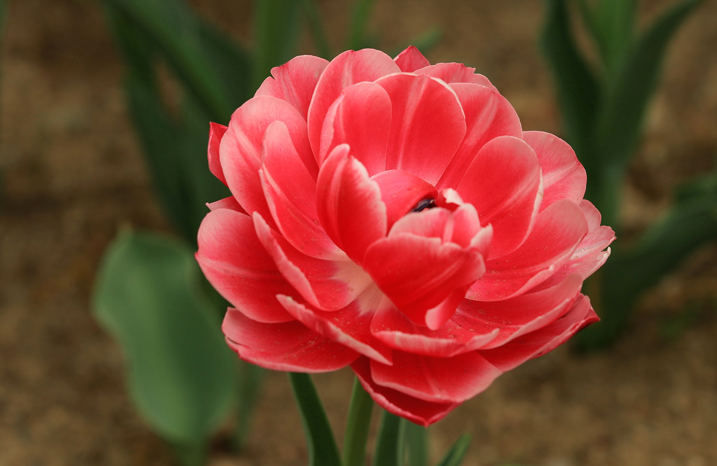 주말 서울숲 튤립 개화 현황… 16