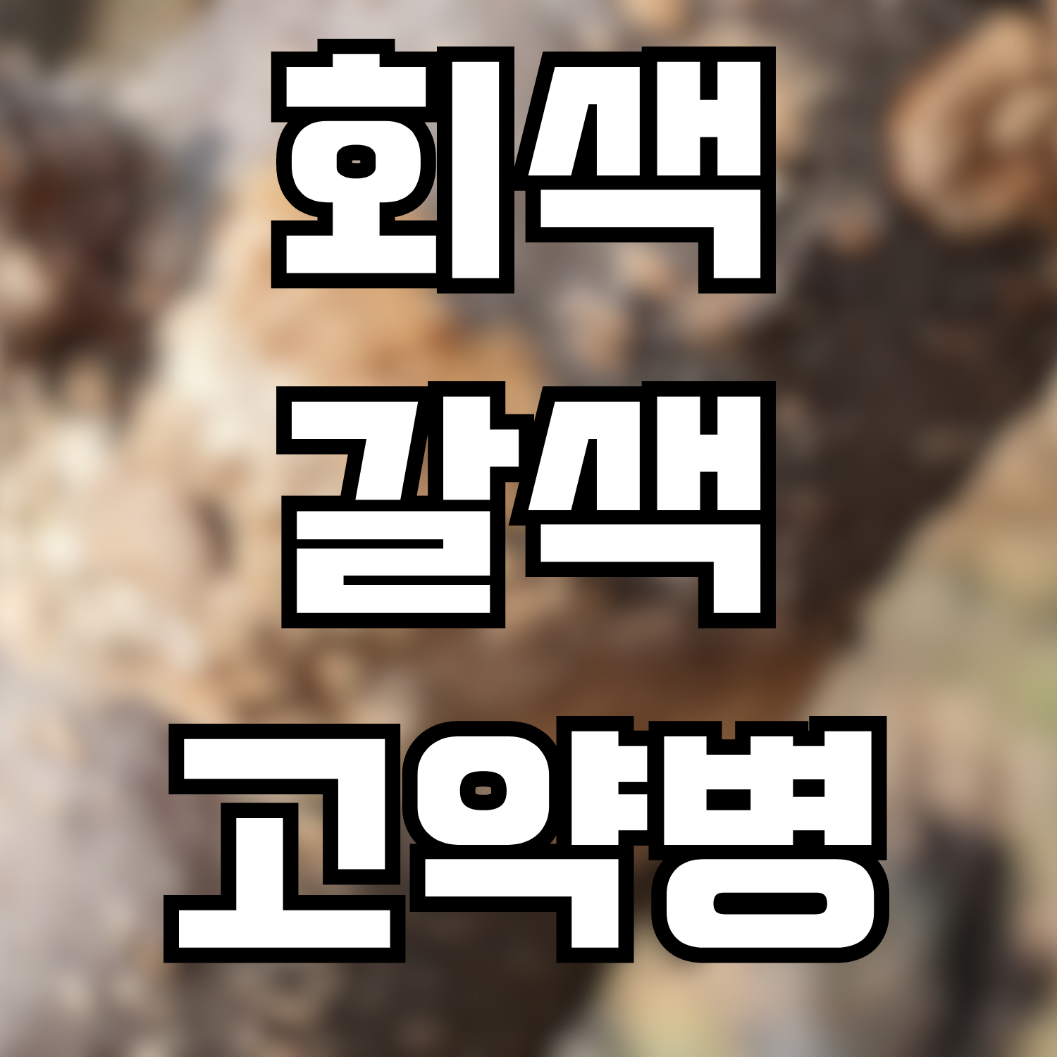  회색/갈색고약병