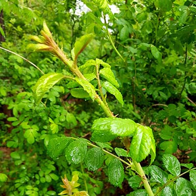 인삼-효능-먹는방법-부작용