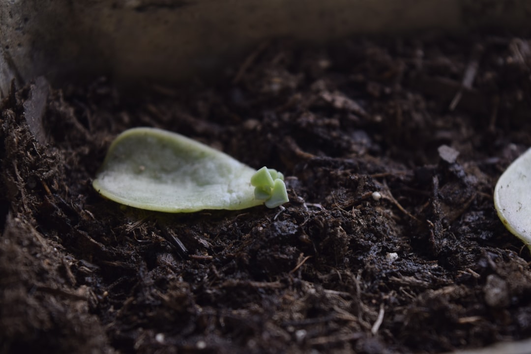 Growth.