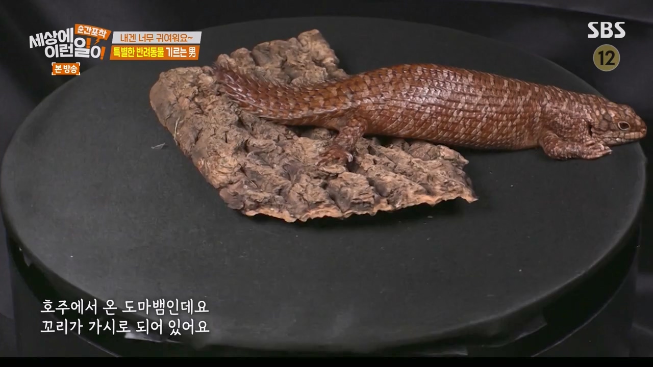 순간포착 세상에 이런일이.E1269.240317p-NEXT.mp4_20240317_163612.394.jpg