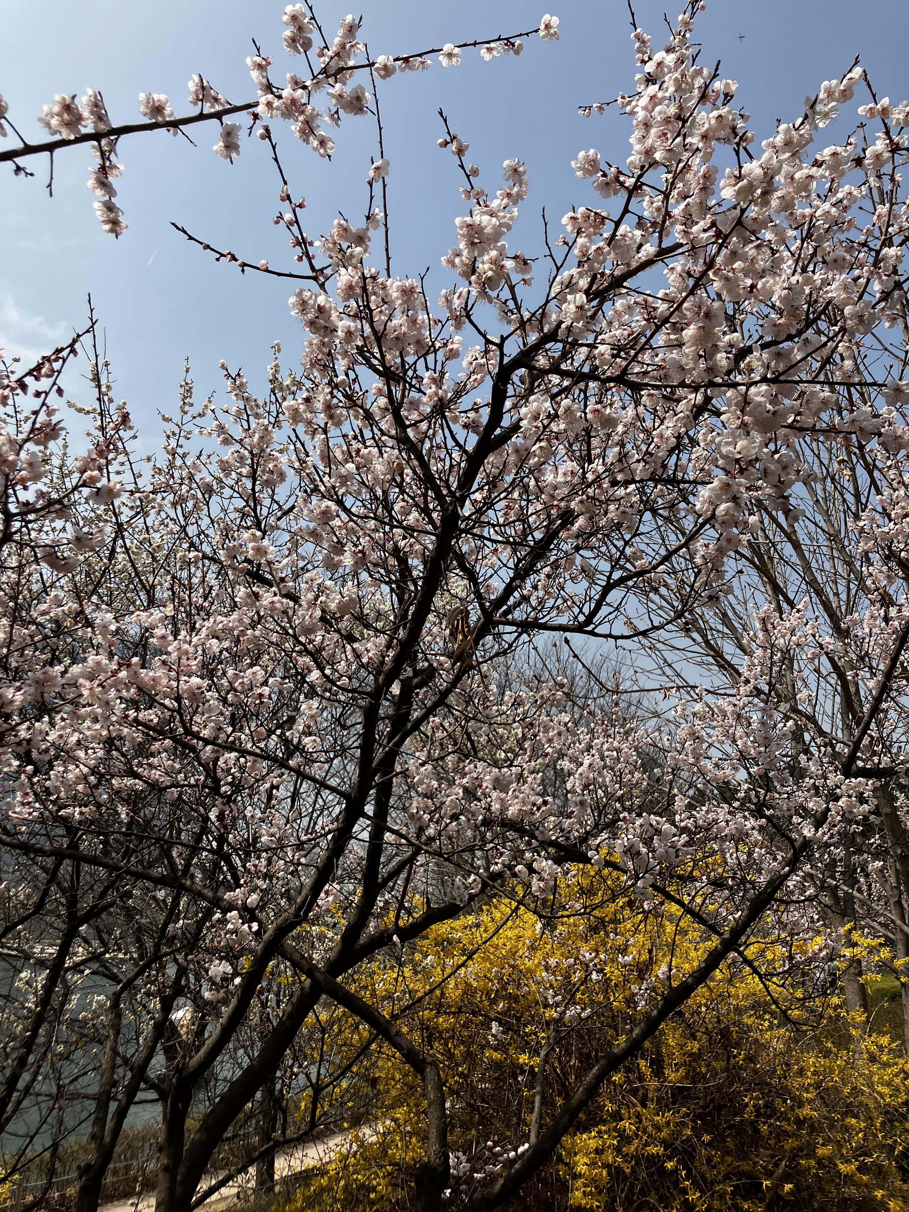 벚꽃구경 송도 센트럴파크 공원