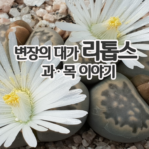  다채롭게 모방하는 다육이는 변장의 대가 리톱스 이야기