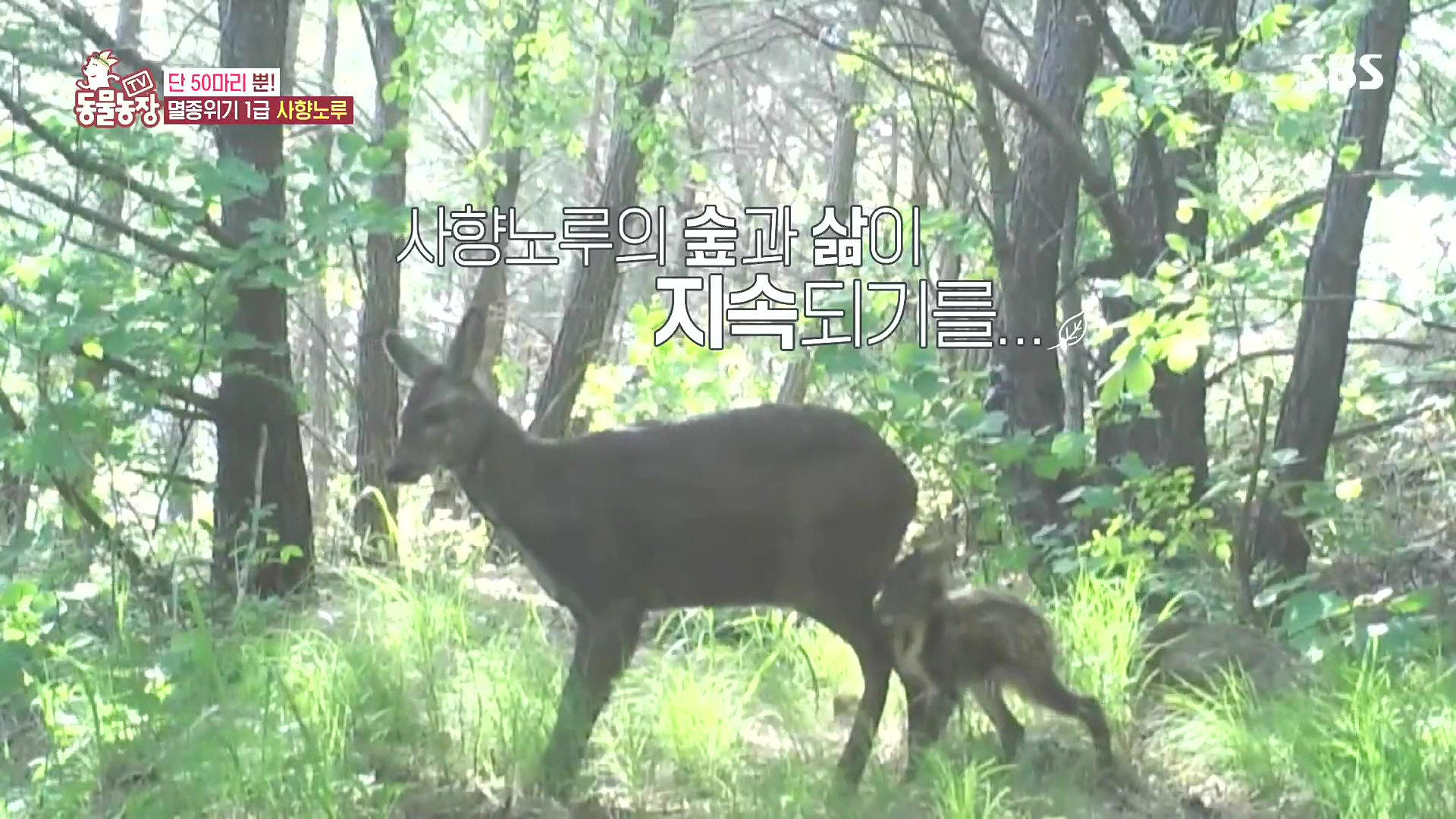 TV 동물농장.E1185.240818p.H264-F1RST.mp4_20240818_161136.093.jpg