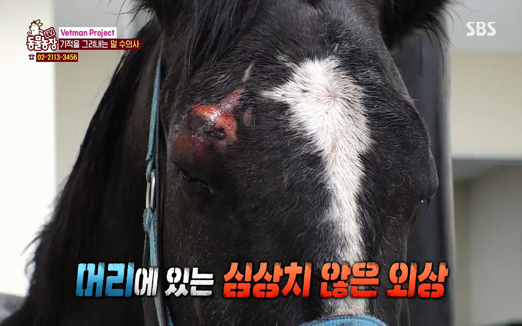 TV 동물농장.E1062.220327p.H264-F1RST.mp4_20220327_174458.060.jpg