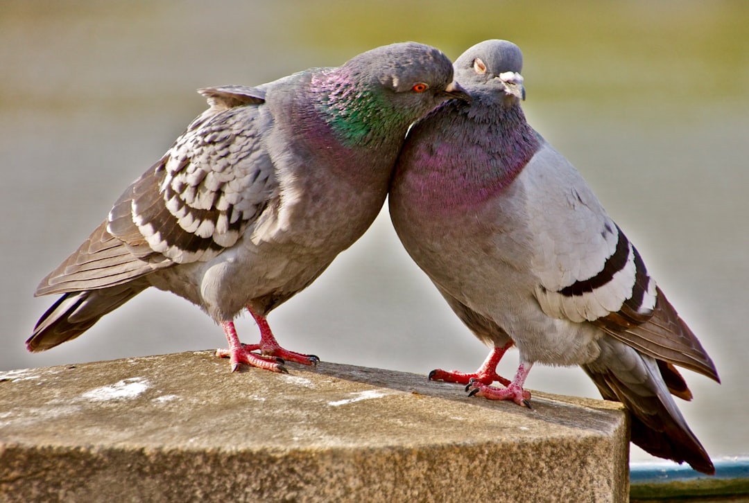 conciliation