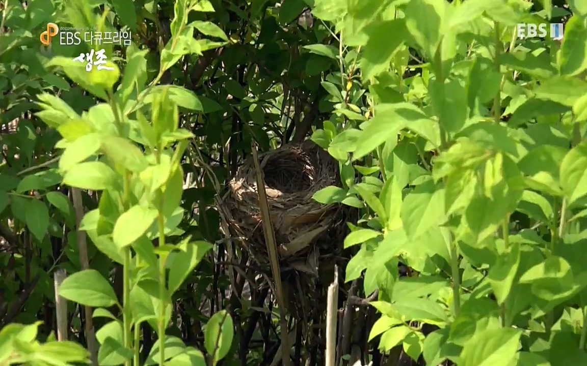 생존 3부_ EBS 다큐프라임_ 220629.avi_20220701_203529.185.jpg