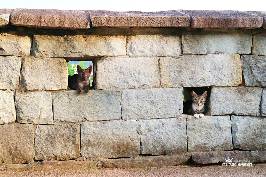 성곽 사이에 난 구멍 안에 두마리의 고양이가 한마리씩 들어가 있다