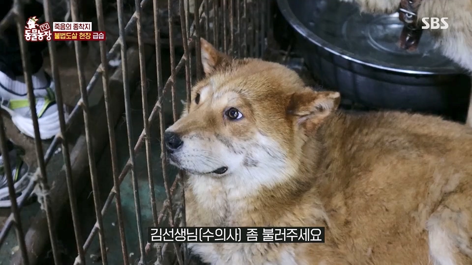 TV 동물농장.E1129.230716p.H264-F1RST.mp4_20230716_183636.657.jpg