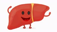 Liver