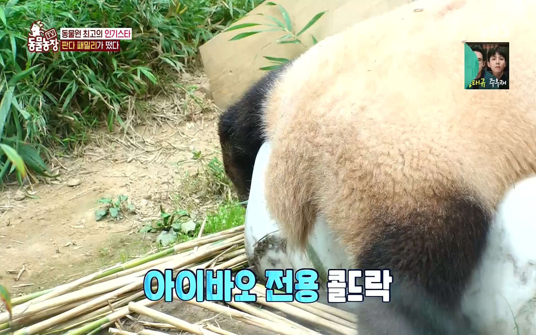 TV 동물농장.E1083.220821p.H264-F1RST.mp4_20220821_183701.141.jpg