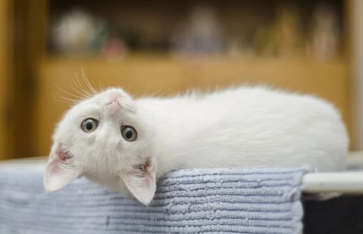 하얀고양이-꿈해몽