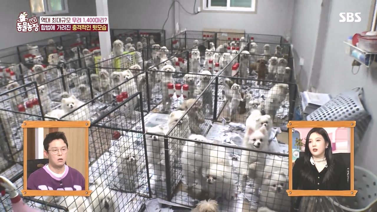 TV 동물농장.E1142.231023p-NEXT.mp4_20231022_171921.572.jpg