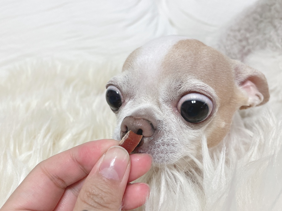 단모 성격 털빠짐 주의점 22