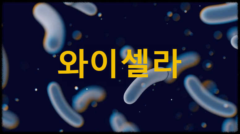  와이셀라 : 면역기능 증진에 도움이 되는 면역 이뮨 프로바이오틱스