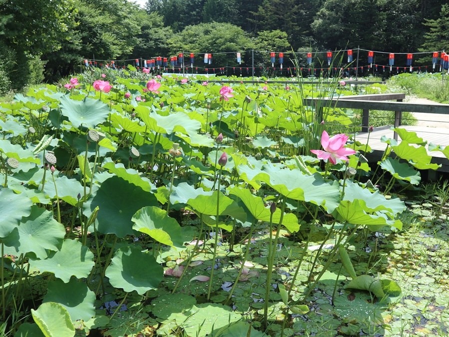 봉선사-연지_08