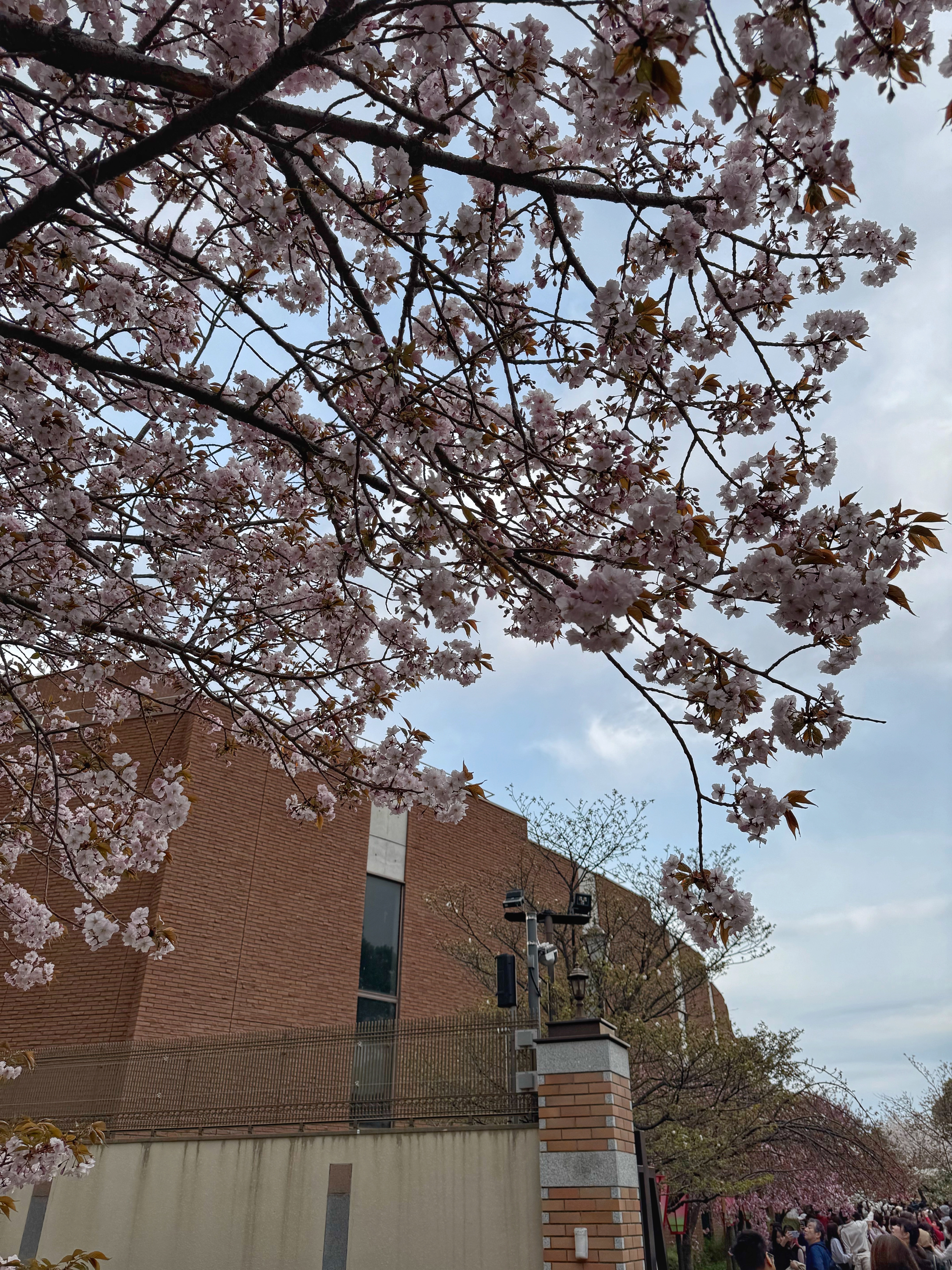[일본 오사카] 조폐국 본국 벚꽃 통과하기 축제 후기 Cherry Blossom Viewing in Mint Osaka Japan