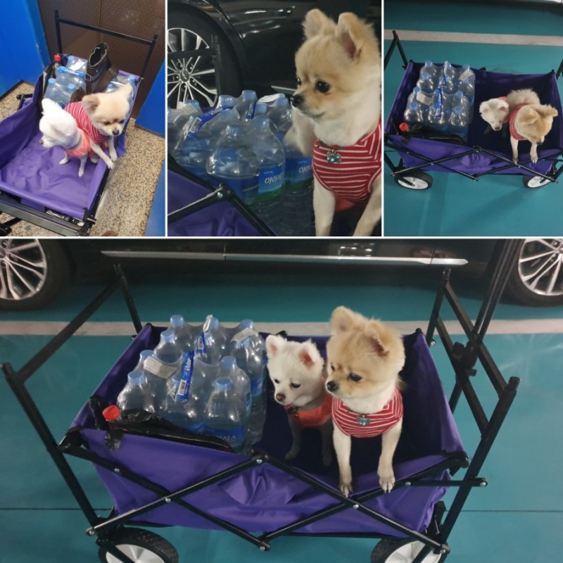  구미 장보기용 카트 강아지 유모차 겸용 포메라니안