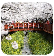 진해 군항제 축제 일정 및 주차장 위치