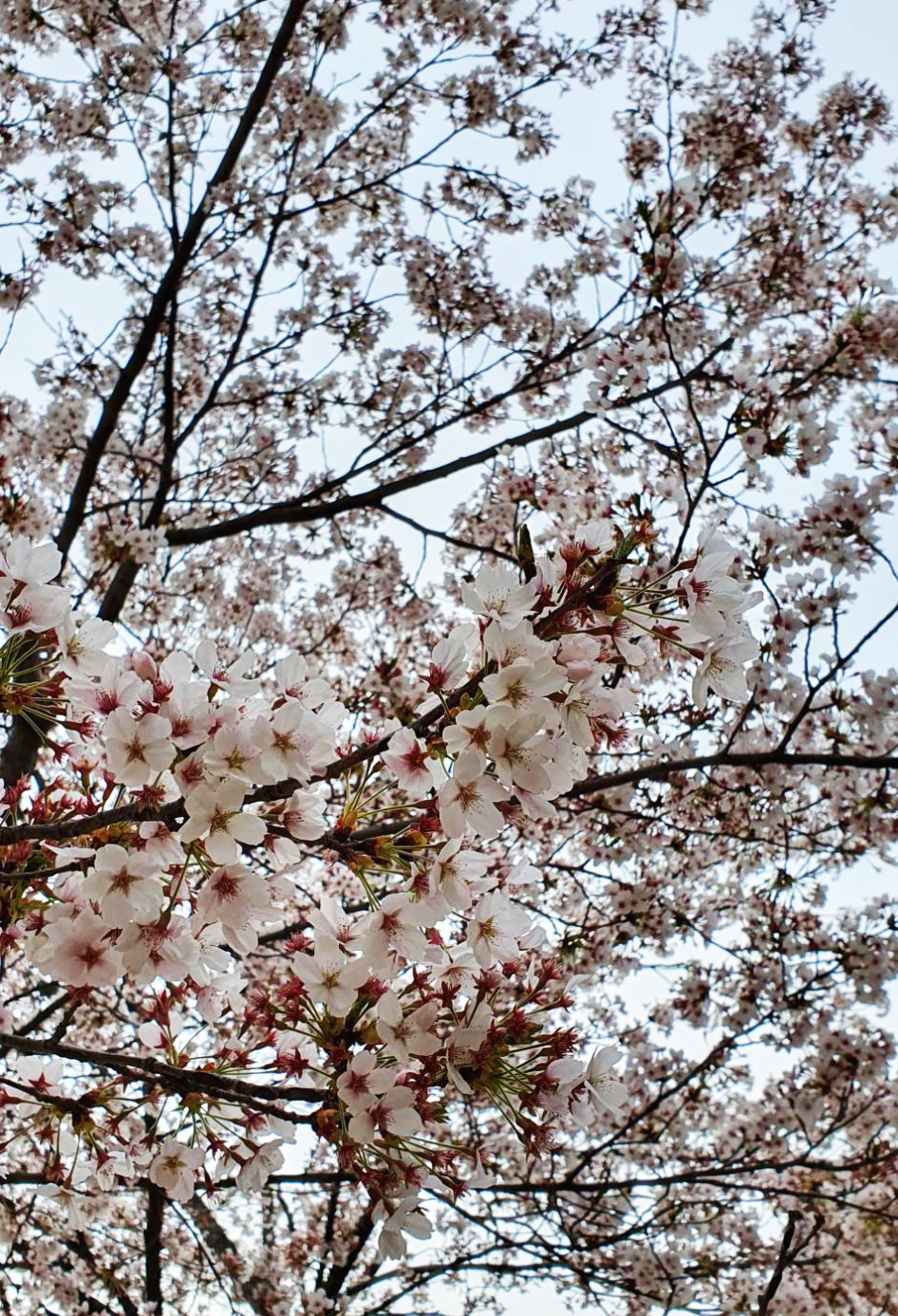  금산사 벚꽃 힐링~ 김제 금산사 벚꽃 드라이브~