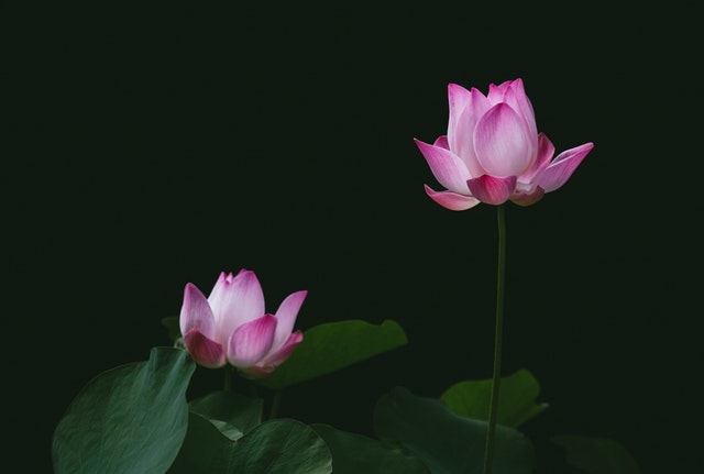 연 화 이미지