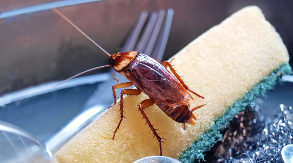  바퀴벌레 빠르고 안전하게 퇴치(제거)는 방법