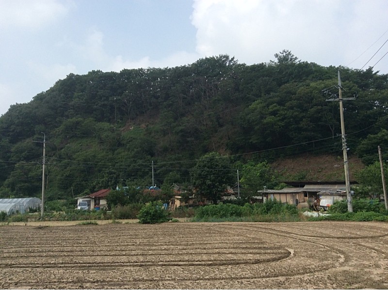  횡성 압곡리 백로와 왜가리 번식지&먹거리
