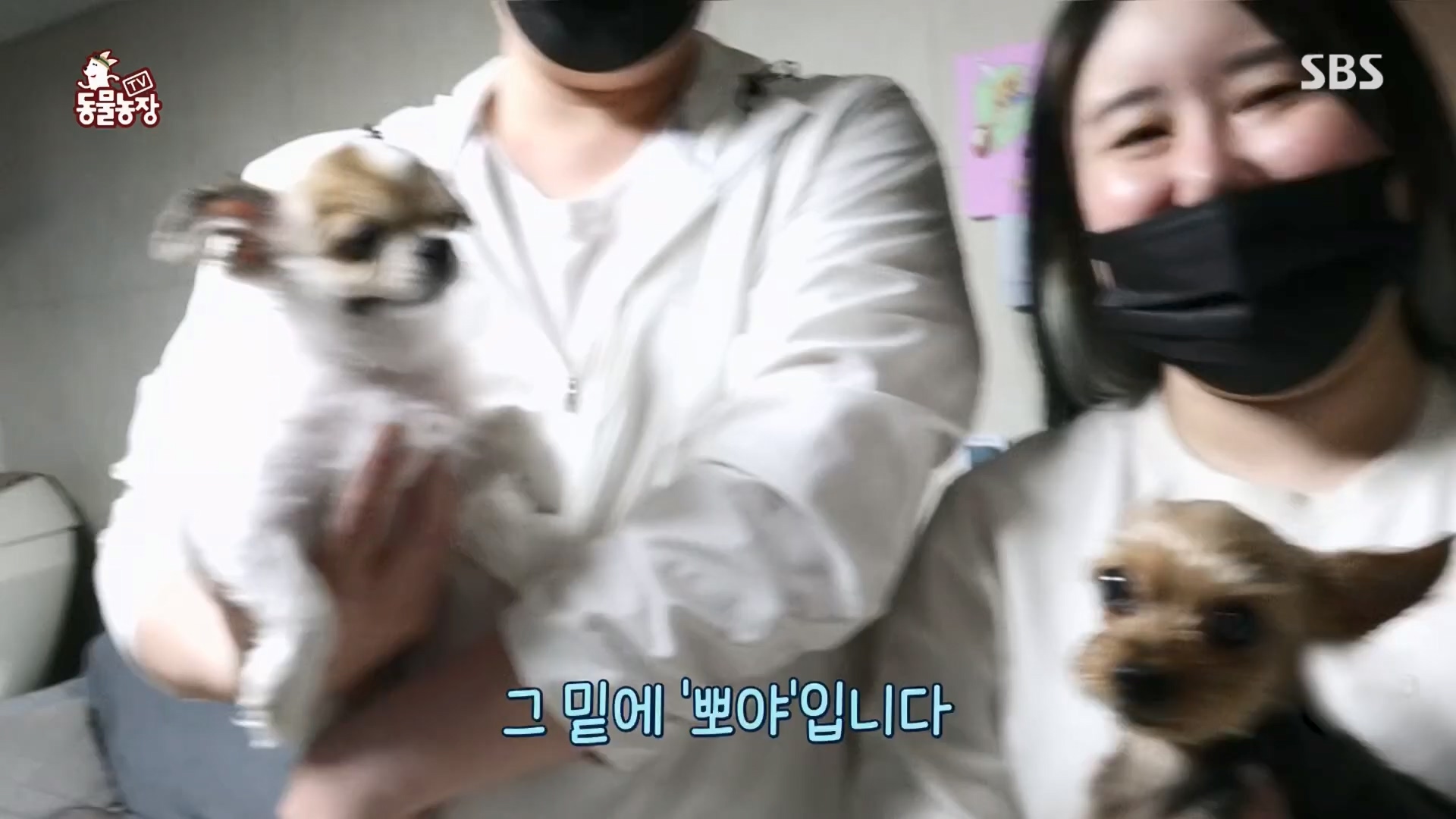 TV 동물농장.E1116.230416p.H264-F1RST.mp4_20230418_194205.161.jpg