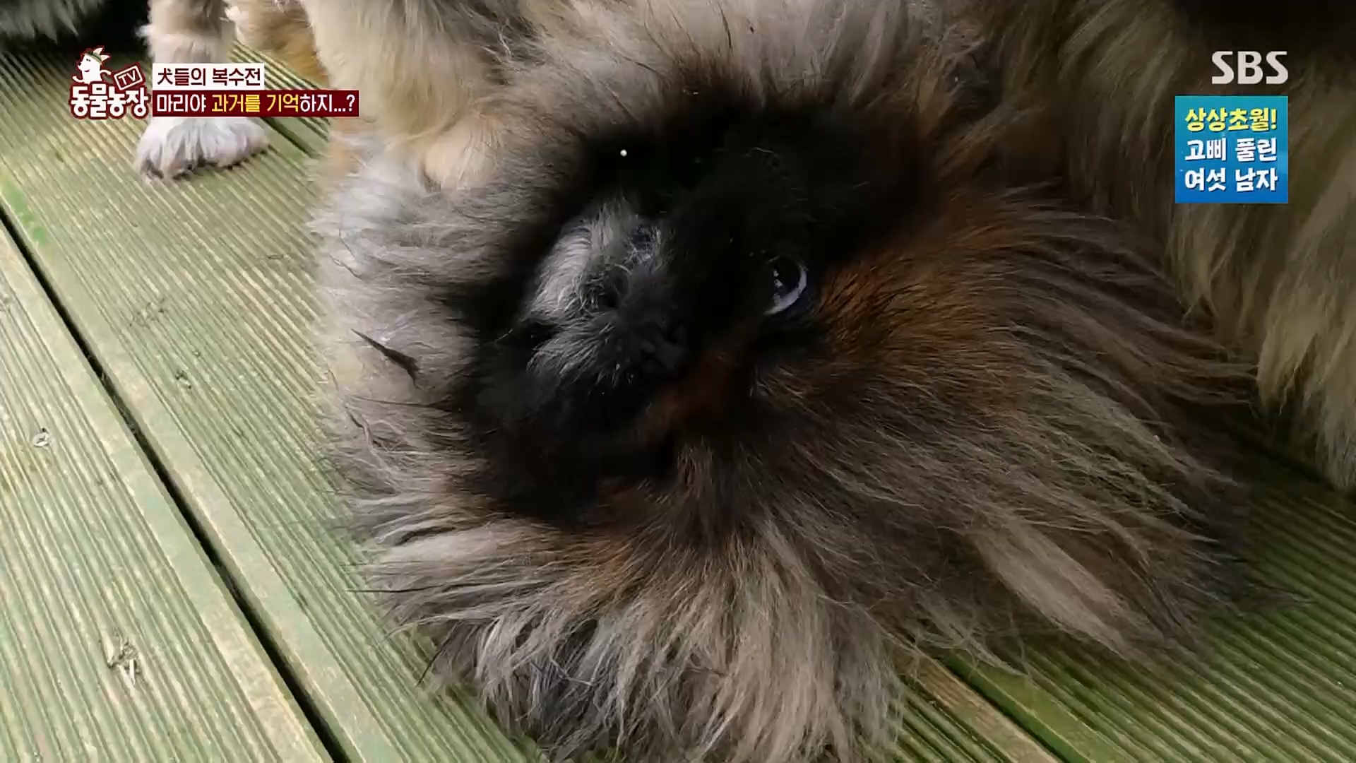 TV 동물농장.E1110.230305p.H264-F1RST.mp4_20230305_183157.789.jpg