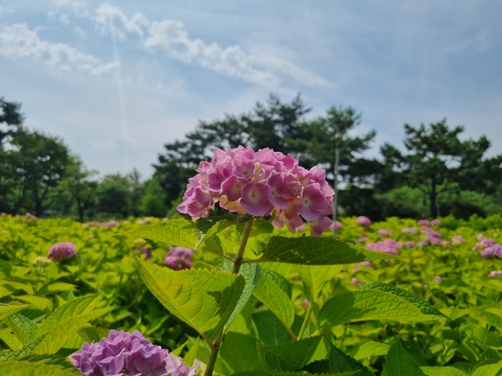 수국