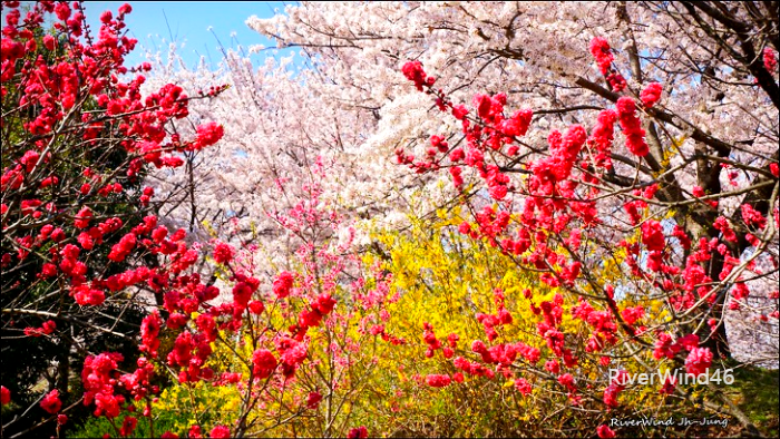 환상적인화원