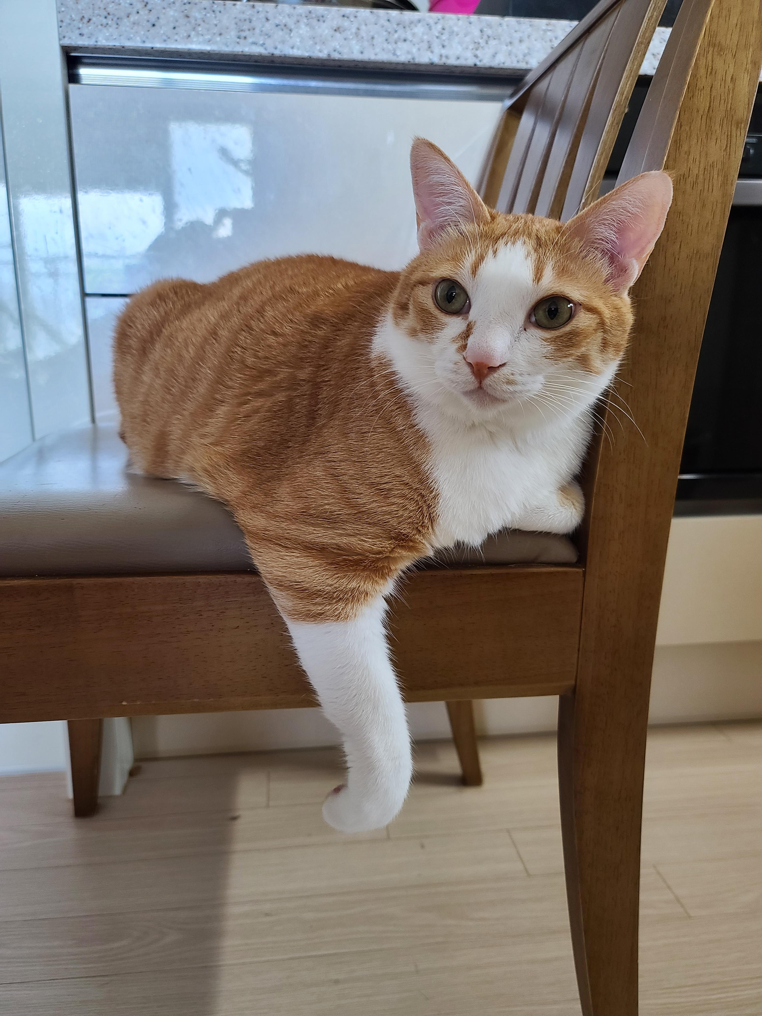 의자에 앉아서 발꼬락만 까딱까닥 하는데 너무 귀여운 고양이